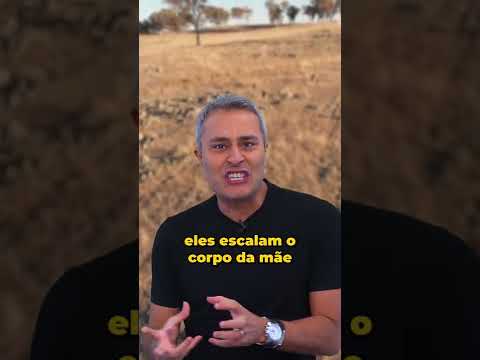 Vídeo: Os marsupiais machos têm bolsas?