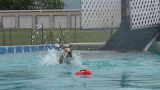 Kenya 1st UKC Dock Jumping Trial