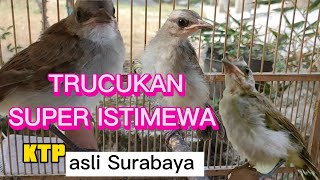 BURUNG TRUCUKAN SUPER ISTIMEWA || KTP SURABAYA