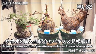 サボオク購入品紹介とパキプス発根管理 || Saboten Auction Haul