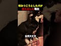 噛みつこうとした犬が震え出した理由