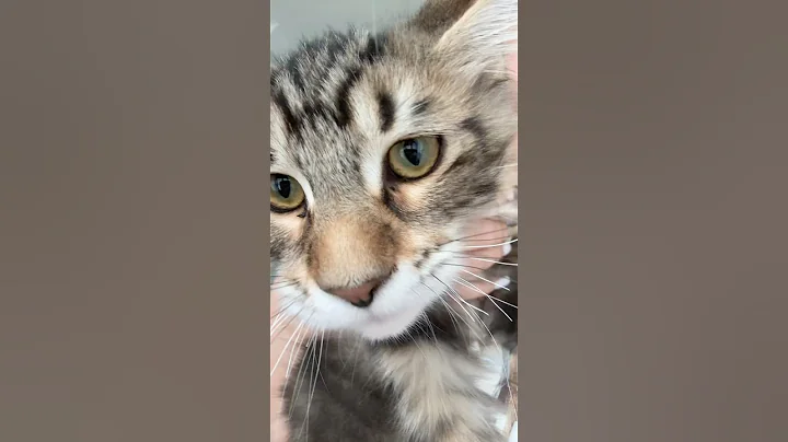 Video 9647871: mainecoon kitten meow cat, mainecoon cat kitten cute, little maine coon, baby maine coon