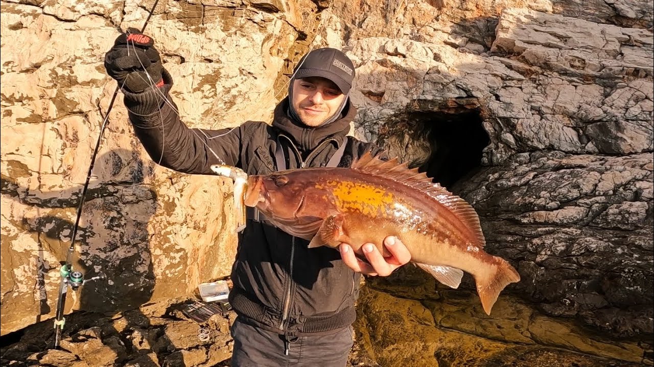 golden-grouper-false-albacore-shore-jigging-spinning-croatia