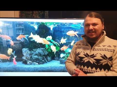 Video: In Welches Aquarium Sollten Sie Ihren Goldfisch Setzen?