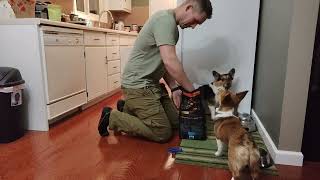 Pembroke Welsh Corgis WAIT to say Grace before Every Meal