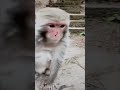 Monkey Kindness Rewarded Thorns Removed, Gets Candy!