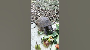 Satisfying Turtle Cucumber Crunch #turtle #turtlewatching #cuteanimal