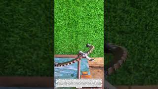 Amazing DIY Balance Toy That Never Falls | Spinning Physics Trick