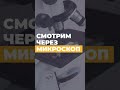 Смотрим через микроскоп 🔬#микроскоп #микроскопия #shorts