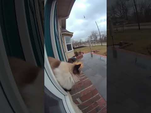 CCTV Catches the Heartbreaking Final Moments of a Cat Begging at the Door!
