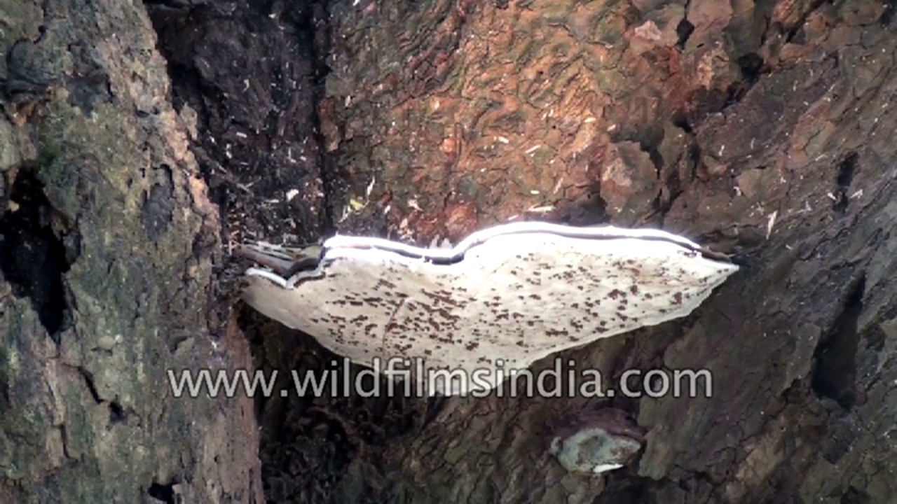 Ganoderma Bark mushroom releasing spore cloud 