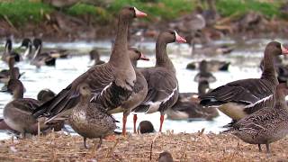 New Wildlife Arrivals in the Sacramento Valley