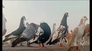 Shirazi pigeons Breedings Setups||  Khal Pigeons breedings Setups Visit in urdu Hindi