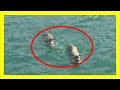 アラスカの海でボートに乗っていたら 野生動物が助けを求めて泳いできた