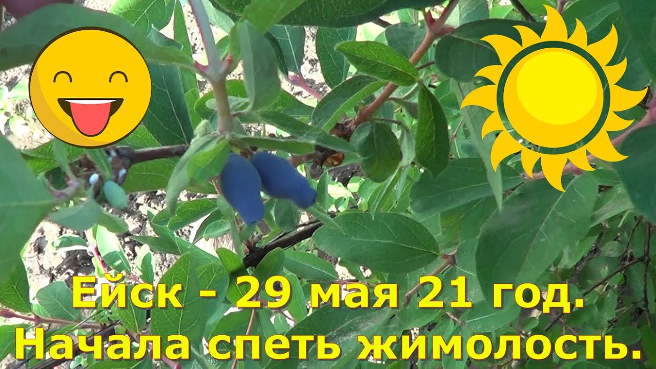 Spellbreak gauntlets. паренек гитарист из якутска. грустные песни на гитаре без слов. паренёк нереально спел. начало спел.