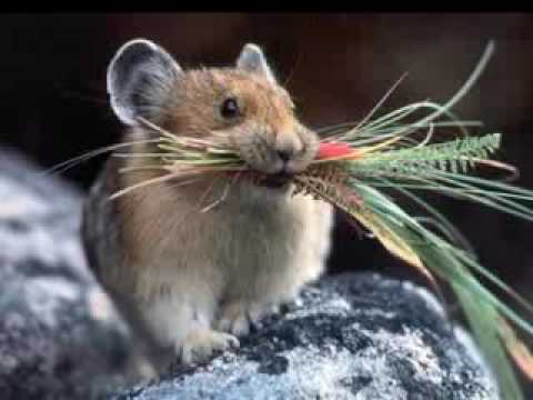 pikka animoal pikka animoal