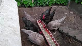 Morning feeding of my chickens and pheasants screenshot 5