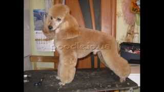 стрижка пуделя (poodle grooming)