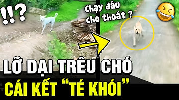 Rủ nhau "TRÊU CHÓ" thử cảm giác mạnh, đôi bạn trẻ nhận ngay cái kết "ĐẮNG NGẮT" | TÁM TV