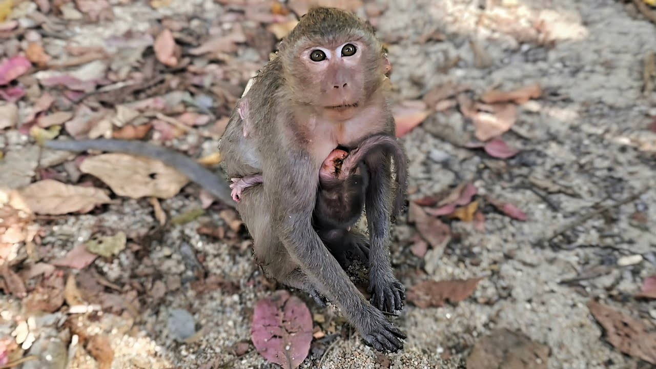 The first adorable mother monkey didn't know how to take care of her baby.