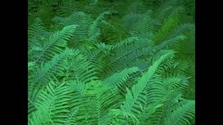 🌿 Forest of Ferns 🌿 Junglewave - Vaporwave - Signalwave Music Mix