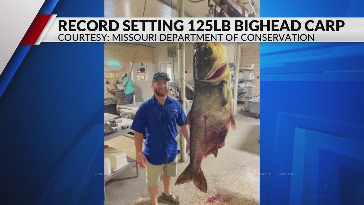 Missouri man nabs world record-sized bighead carp in Perry Lake