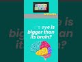 Test Your Smarts Fun Animal Facts #short #quiztime