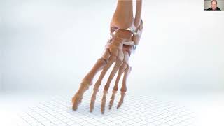 What is a posterior malleolus fracture? Trans-Atlantic Webinar