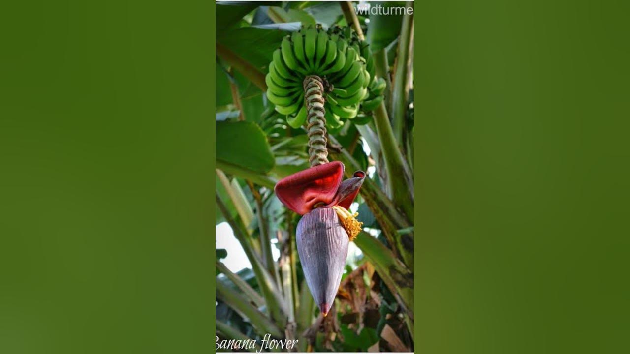 No Iron In Dates bananablossom trending openknowledge YouTube no-iron-in-dates-bananablossom-trending-openknowledge-youtube