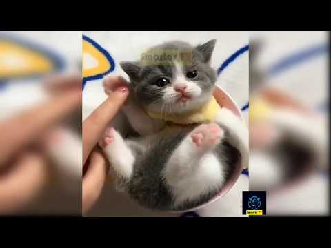 funny-cats-videos-try-not-to-laugh-impossible-clean-#7