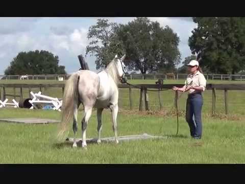 How to Train a Spooky Horses with Obstacles