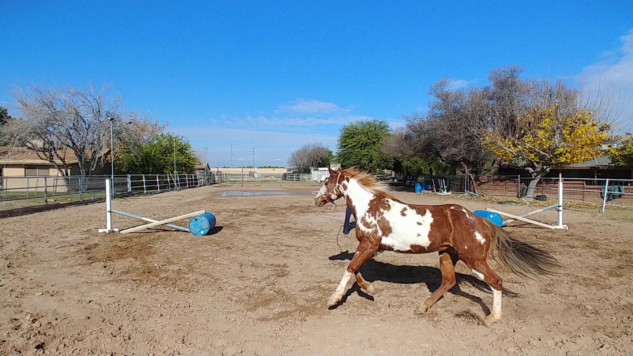 Pearl lunging over Jumps YouTube