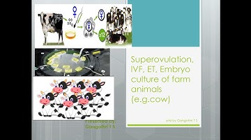 Superovulation, IVF and Embryo transfer in animals