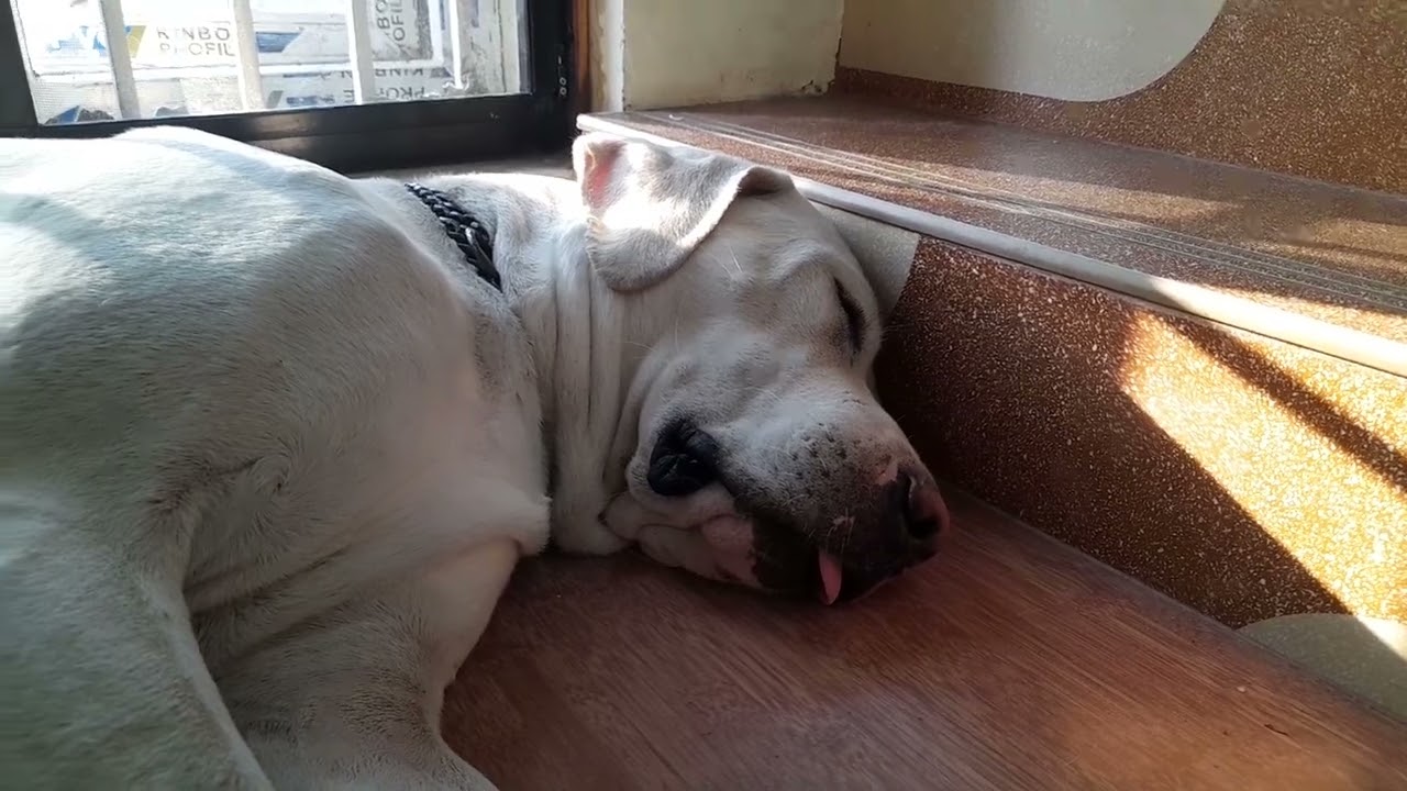 kittu snoring and dreaming 😴, dog snoring , dog dreaming