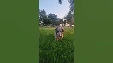 Mini Dachshund chasing Arrma Fury 223s #arrma #gta #traxxas #dachshund #dog #rc #traxxasslash