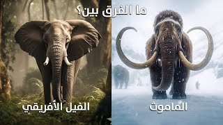 The difference between the mammoth and the African elephant?