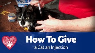How to Give a Cat an Injection