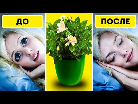 6 Растений Для Спальни, Которые Улучшат Ваш Сон