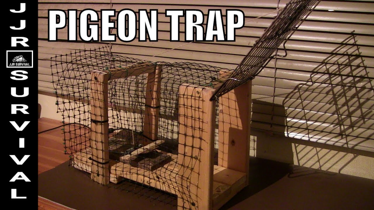 Pigeon LP Trap 