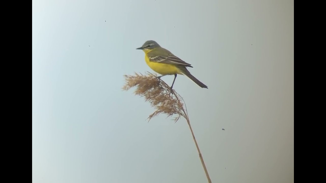 Yellow wagtail, gul vipstjert