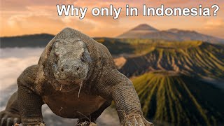 Why Komodo dragons only exist in Indonesia?