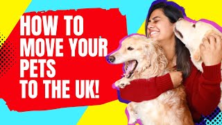 TRAVEL WITH PETS TO UK SAFELY 🇬🇧 | How to Fly Your Dogs to UK | Move to UK 2022