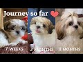 Journey from 7 weeks to 11 months  | Shih Tzu growing up | Mimi Shih Tzu