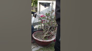 TANG LỄ CỐ NSƯT VŨ LINH bà con đến đưa tiễn Ông Hoàng Cải Lương lần cuối #shorts