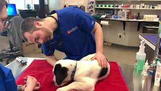 Goodheart Animal Health Center -- Get to know Dr Alex Robb by Goodheart Animal Health Center 16 views 3 years ago 1 minute, 14 seconds