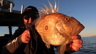 How to catch John Dory in Tasman Bay!