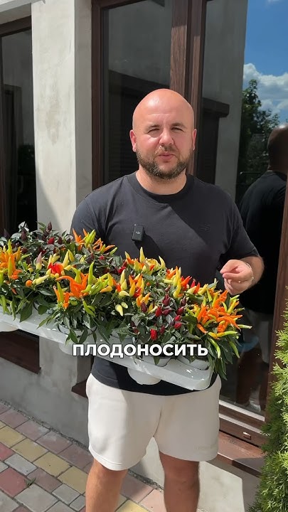 🌶️Стручковий Перець Капсикум🌶️ - YouTube