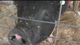 Trumbull County Fair - 4-H Program