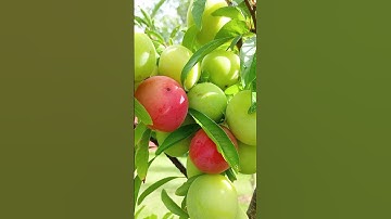 Thumbnail of Apricot time!! #fruit #sweet #juicy # #80smusic #again #pink #janetjackson #buah #manis #apricots