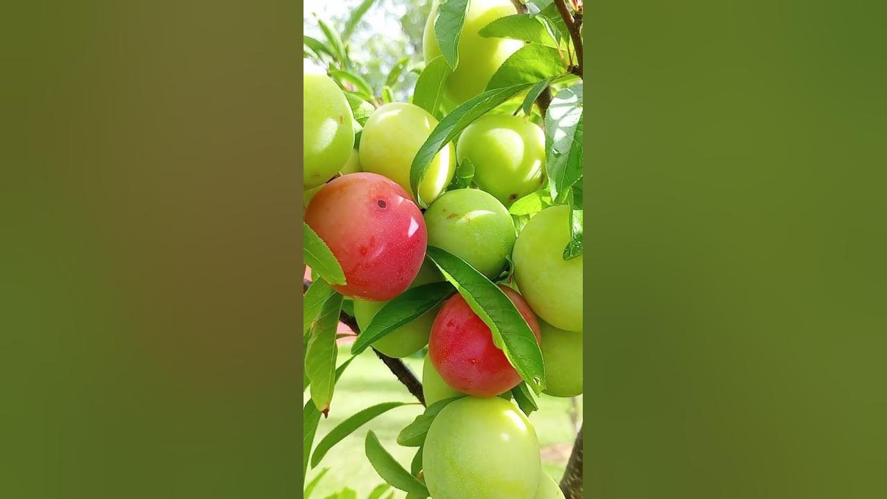 Apricot time!! #fruit #sweet #juicy # #80smusic #again #pink #janetjackson #buah #manis #apricots